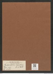 Biddulphia caraibica Tr. et Witt. (de-Toni-Nr.: Genus 123, Species 3480) Zeichnungen Sammlung Grunow Mappe 03678 (Herbarium_W_Grunow_drawings_Folder_03678)